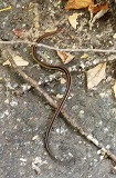 Northwestern Garter Snake (Thamnophis ordinoides)