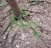 Western Hemlock (Tsuga heterophylla)