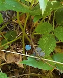 Dwarf Oregon Grape (Mahonia nervosa)