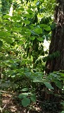 Western Hazelnut (Corylus cornuta)