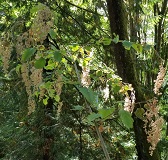 Oceanspray (Holodiscus discolor)
