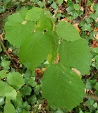 Western Hazelnut (Corylus cornuta)