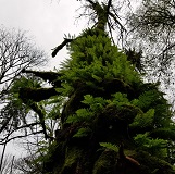 Licorice Fern (Polypodium glycyrrhiza)