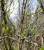 Oso Berry (Oemleria cerasiformis)