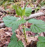 Stinging Nettle (Urtica dioica ssp. gracilis)