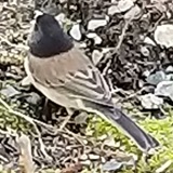 Oregon Junco (Junco hyemalis ssp. oreganus)