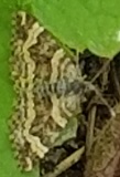 Common Carpet Moth (Epirrhoe alternata)