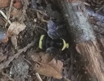 Yellow-faced Bumblebee