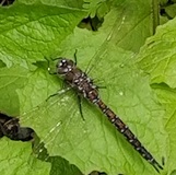 Variable Darner (Aeshna interrupta)