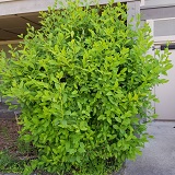 Oso Berry (Oemleria cerasiformis)