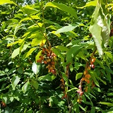 Oso Berry (Oemleria cerasiformis)