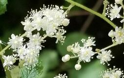 Oceanspray (Holodiscus discolor)