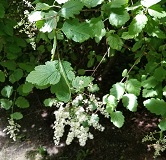 Oceanspray (Holodiscus discolor)