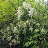 Oceanspray (Holodiscus discolor)