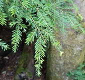 Western Hemlock (Tsuga heterophylla)