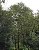 Western Red Alder (Alnus rubra)
