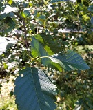 Western Red Alder (Alnus rubra)