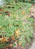 Western Bracken Fern (Pteridium aquilinum)