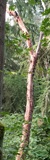 Pacific Madrone (Arbutus menziesii)