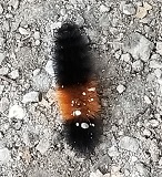 Black banded woolly bear (Pyrrhactica isabella)