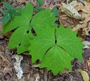 Vanilla Leaf (Achlys triphylla)