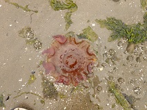 Jellyfish
