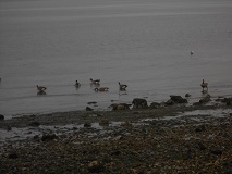 Canada Geese (Branta canadensis)
