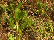Skunk Cabbage (Lysichiton americanus)