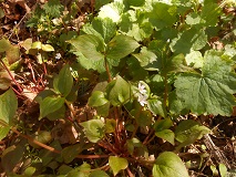 Candy Flower (Claytonia sibirica)