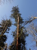 Western Red Cedar (Thuja plicata)