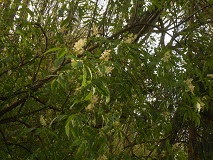 Red Elderberry (Sambucus racemosa)