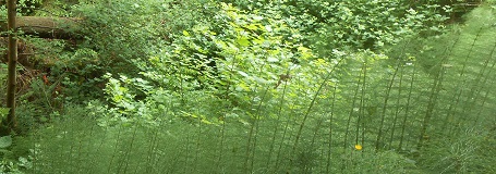 Common Horsetail (Equisetum arvense)