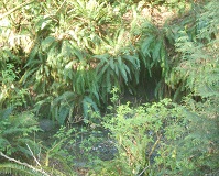 Sword Fern (Polystichum munitum)