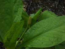 Skunk Cabbage (Lysichiton americanus)