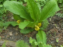 Skunk Cabbage (Lysichiton americanus)