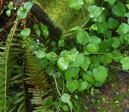 Candy Flower (Claytonia sibirica)