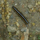 Cyanide Millipede (Harpaphe haydeniana)