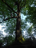 Big Leaf Maple (Acer macrophyllum)