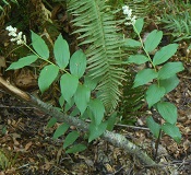False Solomon Seal (Smilacina racemosa)