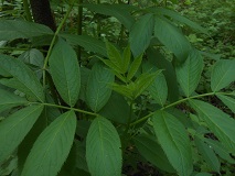 Red Elderberry (Sambucus racemosa)