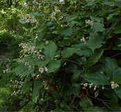 Salal (Gaultheria shallon)