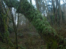 Licorice Fern (Polypodium glycyrrhiza)