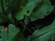 Skunk Cabbage (Lysichiton americanus)