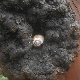 Snail