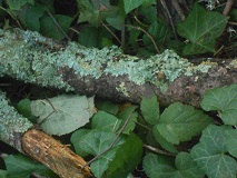 Lichen