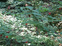 Red Huckleberry (Vaccinium parvifolium)