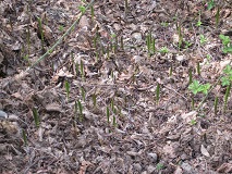 Common Horsetail (Equisetum arvense)