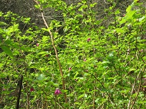 Salmonberry (Rubus spectabilis)
