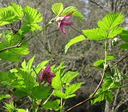 Salmonberry (Rubus spectabilis)