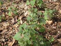 Stinging Nettle (Urtica dioica ssp. gracilis)